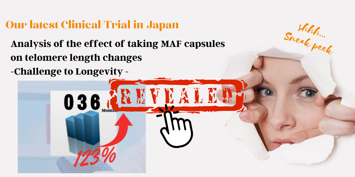 Analysis of the effect of taking MAF capsules on telomere length changes　-Challenge to Longevity -