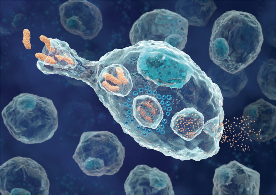What Are Macrophages? Why They Matter for Healthy Immunity